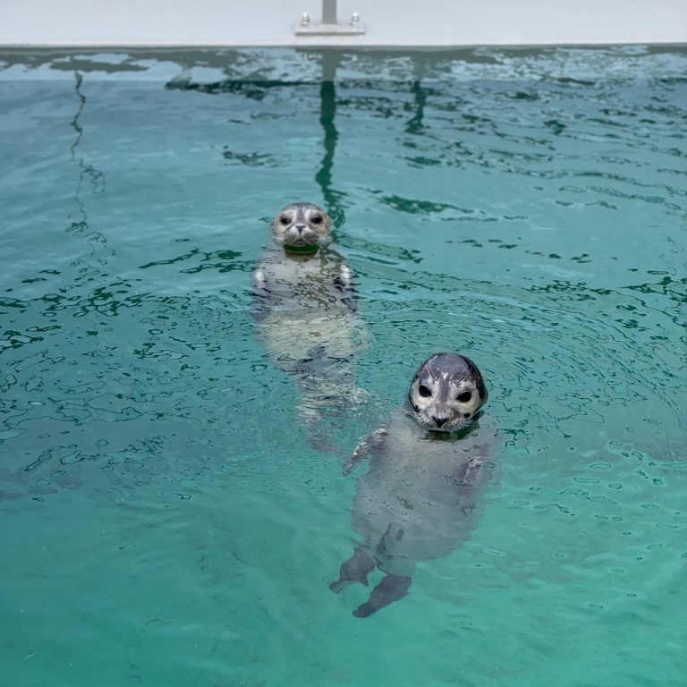 Zwei Seehunde schwimmen im klaren Wasser.